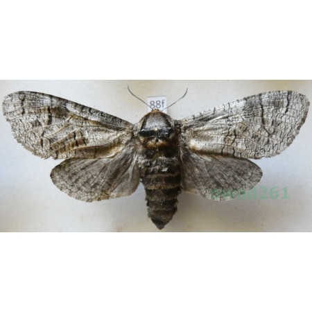 Cossus cossus (Linnaeus, 1758) female Trociniarka czerwica Poland88f